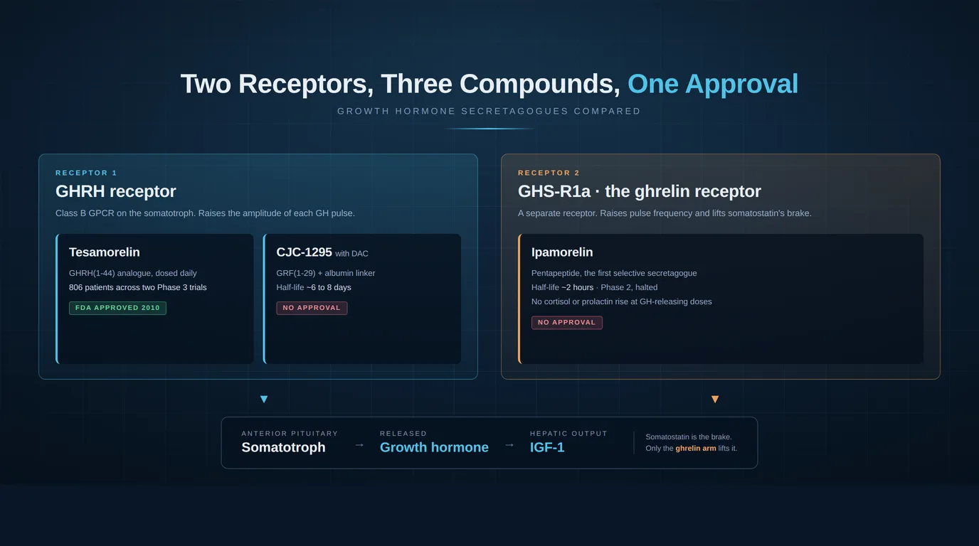 Diagram comparing the GHRH receptor pathway used by Tesamorelin and CJC-1295 against the GHS-R1a ghrelin receptor pathway used by Ipamorelin, both converging on the pituitary somatotroph